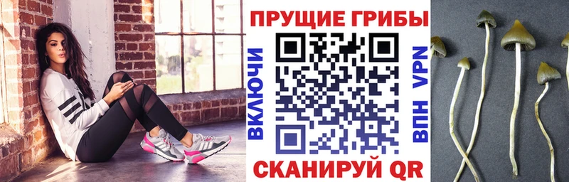 Галлюциногенные грибы ЛСД  Новоузенск 